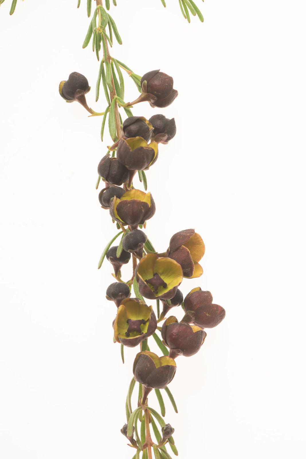 Boronia 50ml