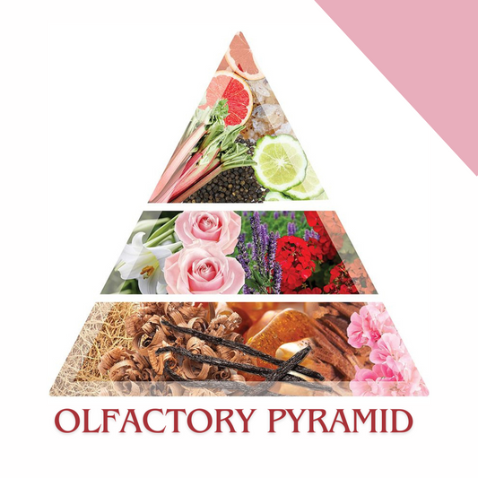 The Olfactory Pyramid